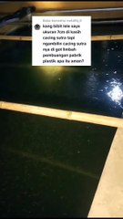Begini imbasnya jika bibit lele ukuran 3-4cm keatas masih diberi cacing sutera