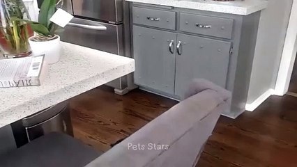 x#ytshortsindia morsomt هههههه​​#cutebaby#comdy #comedys #babs#comedyshorts#cuteanimalsytshortsindia#ytshortsindia 有趣哈哈#cutebaby #comdycomedys #ba#comedyshorts #cuteanimals#ytshortsindia#ytshortsindiam ضكههههه#cutdy #comedys #babs#comedyshorts#cuteanimals