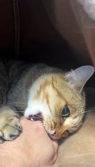 The way kittens love you#cat #catvideos #catsoftiktok #fyp #funnycat #cute #Love