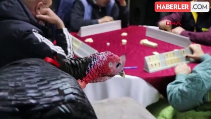 Tersanespor'a destek için hindi ödüllü okey turnuvası düzenlendi