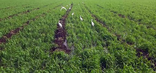 किसान दिवस पर विशेष: आदिवासी इलाके में हो भी रही जैविक खेती