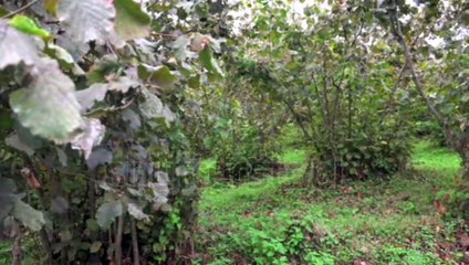 How to grow and harvest hazelnuts