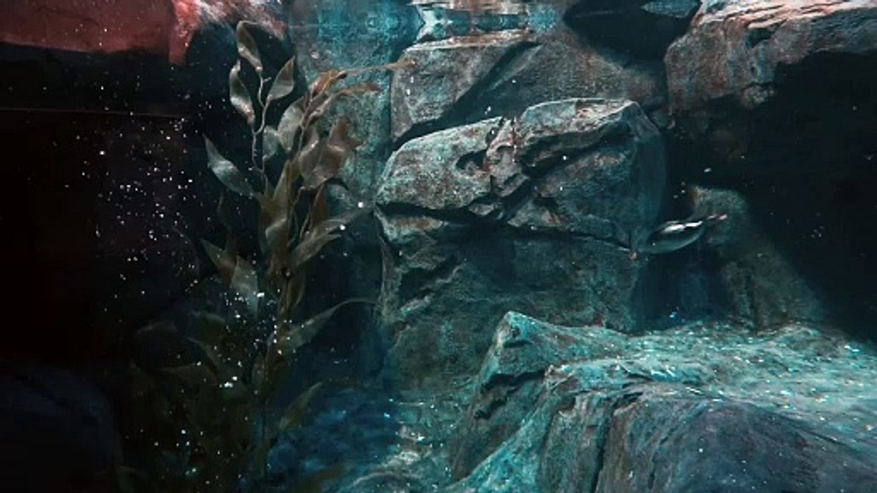 Animals 4K