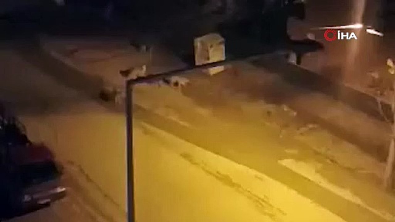 Başıboş sokak köpekleri çocuğa kabusu yaşattı