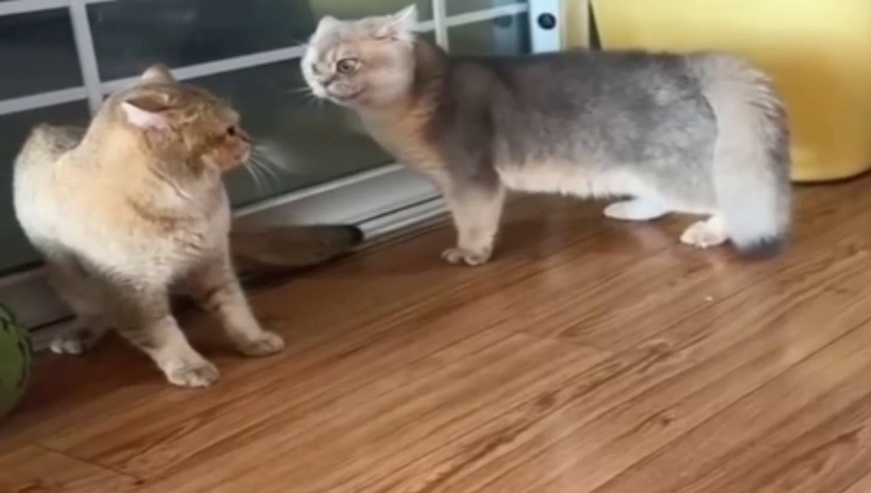New Funny Videos 2024 Cutest Cats and Dogs