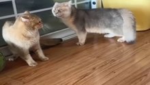 New Funny Videos 2024 Cutest Cats and Dogs