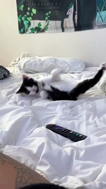 Fanny Cats memes #shorts