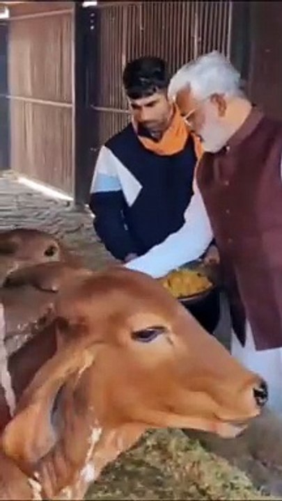 Video: योगी सरकार के मंत्री का 51 सेकंड का वीडियो वायरल, खाना खाने से पहले गाय को खिलाते हैं पहली रोटी