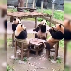 Sanki panda kahvehanesi! Karşılıklı oturup dalları yediler