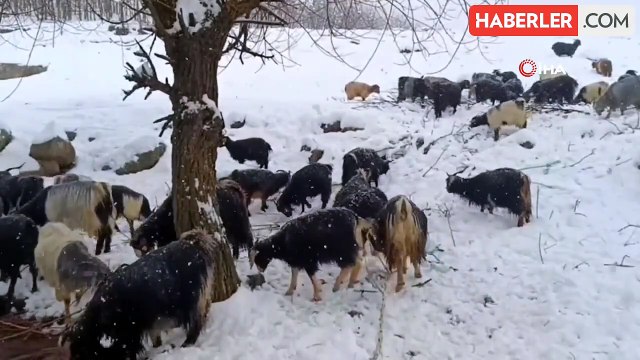 Muş'ta kar yağışına hazırlıksız yakalanan besiciler zor anlar yaşadı