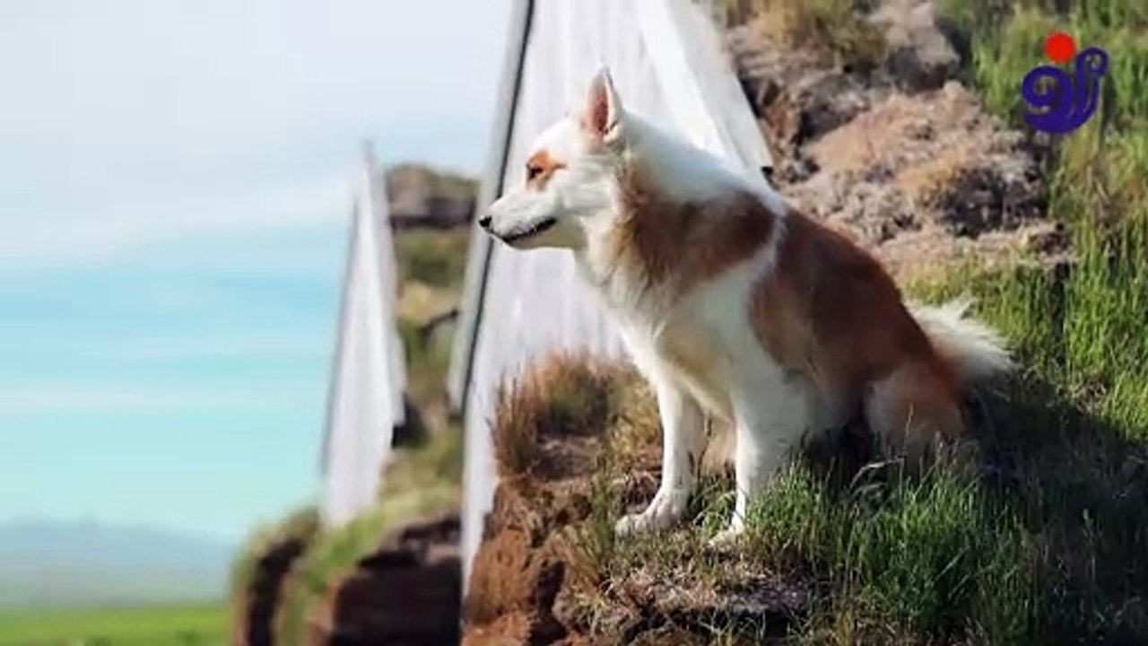 Animal life in North Iceland