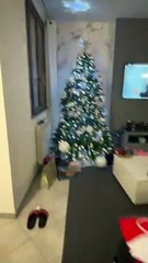 Cat Climbs Out Of Christmas Tree For Treats