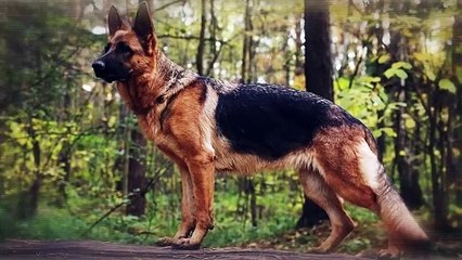 These Dogs Can Run Faster Than Usain Bolt