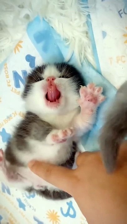 Part 25 | Cats and Christmas Trees! Funny cat videos #funnycats #funnyanimals #funnypets