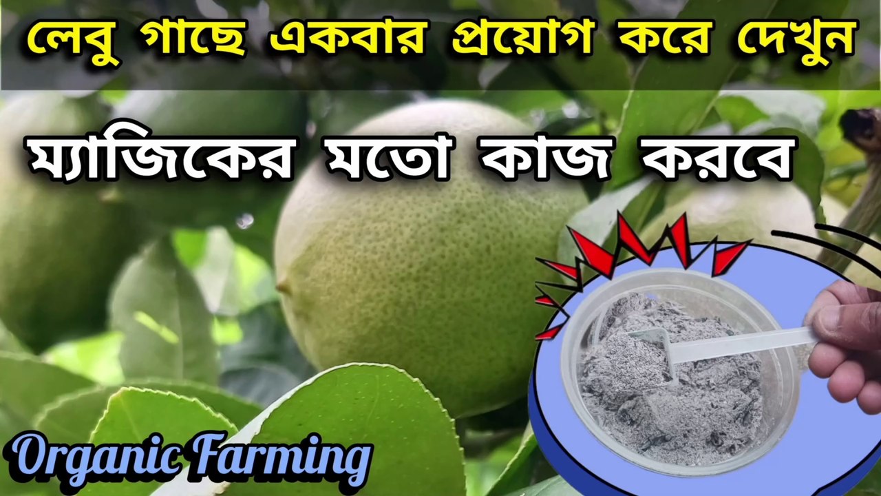 একবার প্রয়োগ করলেই ফুল ফলে ভরে উঠবে লেবু গাছ ।।  Lemon plant care