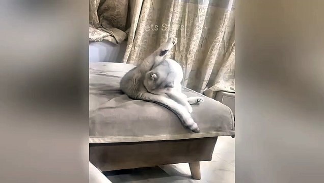 ىytshortsindia morsomt haha ​​​​#cutebaby#comdy #comedys #babs#comedyshorts#cuteanimalsytshortsindia#ytshortsindia 有趣哈哈#cutebaby #comdycomedys #ba#comedyshorts #cuteanimals#ytshortsindia#ytshortsindiaمضكههههه#cutdy #comedys #babs#comedyshorts#cuteanimals#