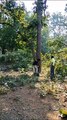 पीईकेबी कोल खदान के लिए पेड़ों की कटाई का कार्य समाप्त
