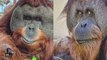 Talk show host Maury Povich makes comeback to deliver orangutan’s paternity results