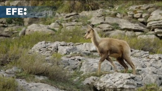 Los rebecos pueblan de nuevo las cumbres de la montaña oriental cántabra tras 20 años