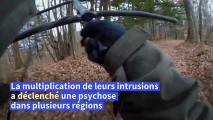 Japon: des bergers très spéciaux face à la menace ours