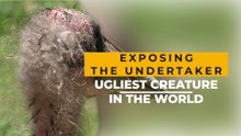 Exposing the Undertaker: The ugliest creature in the world!  #animals