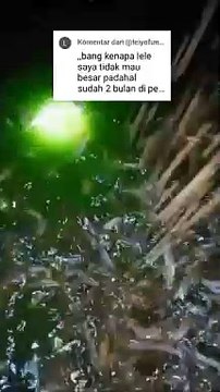 Tebar bibit ukuran 7-8cm, lama budidaya 2 bulan, kenapa ikan lele lambat tumbuh❓