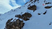Karla kaplı dağlarda yaban keçileri