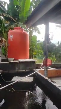 Pemijahan induk lele harus benar-benar matang, dan Fahami alurnya