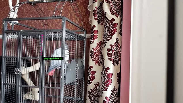 Попугай Рико говорит с хозяином