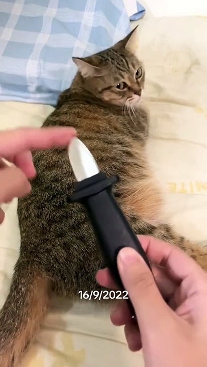 Funny cat reaction
