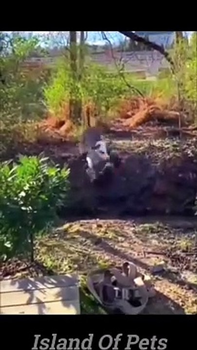 Funny Cats And Dogs Videos  #1 - Best Funniest Animal Videos 2023