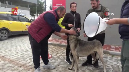 Sahiplendikleri hayvanları sokağa bırakanlara çipli takip