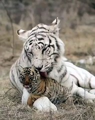 -a mother grooming her child ❤️