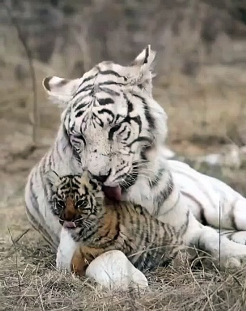 ⁣-a mother grooming her child ❤️