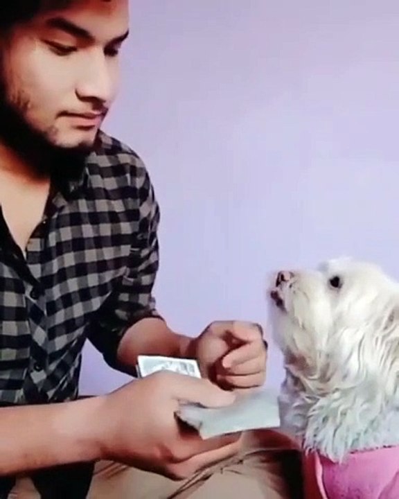 funny dogs 1