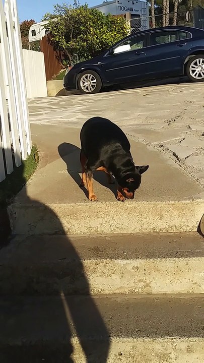 lazy dog pretnding