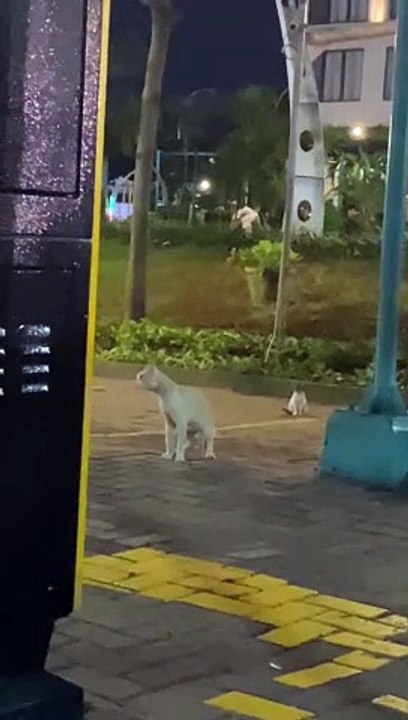 Human Meowing Confuses Cat