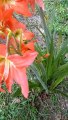 Beautiful Blooming Amaryllis flower Hippeastrum striatum