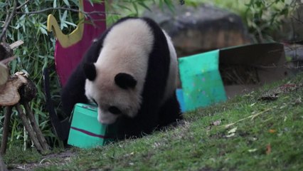 프랑스 동물원, 판다·오랑우탄에  크리스마스 선물 / YTN