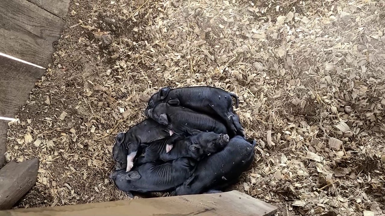 First Batch of American Guinea Hog Piglets for the Year