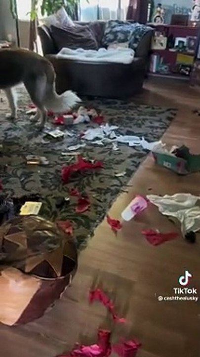 Trova i regali sotto l'albero distrutti dal cane, la reazione ha fatto impazzire il web