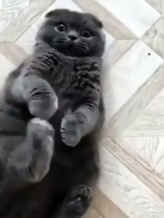 Funny cats _ dogs -  Funny animal