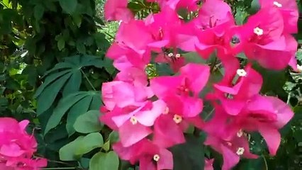 Beautiful Red Purple BOUGAINVILLEA flowers