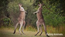 Funny Animal Fights Compilation , Animals Vs Animals - Funny Animal Videos