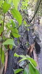 Thrill in the Trees Sexy Solo Girl Camping Unleashed