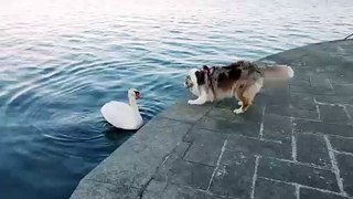 Dog and Duck fighting video , dogs vs duck ,