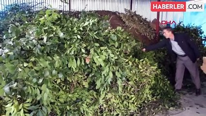 Samsun'da Kadınlar Tarafından Kurutulan Defne Yaprakları İş İmkanı Sağlıyor