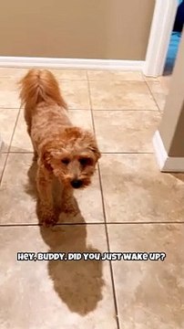 Bernedoodle Wakes Up From Nap Acting Very Sleepy & Cute