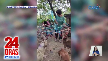 Mga alagang aso, nakatikim ng Christmas treats sa pamamagitan ng palarong Pinoy na pabitin | 24 Oras Weekend
