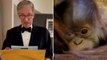 ‘You are the father’: Maury Povich delivers orangutan’s paternity results for Denver Zoo